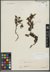 Foto von Salix retusa L.